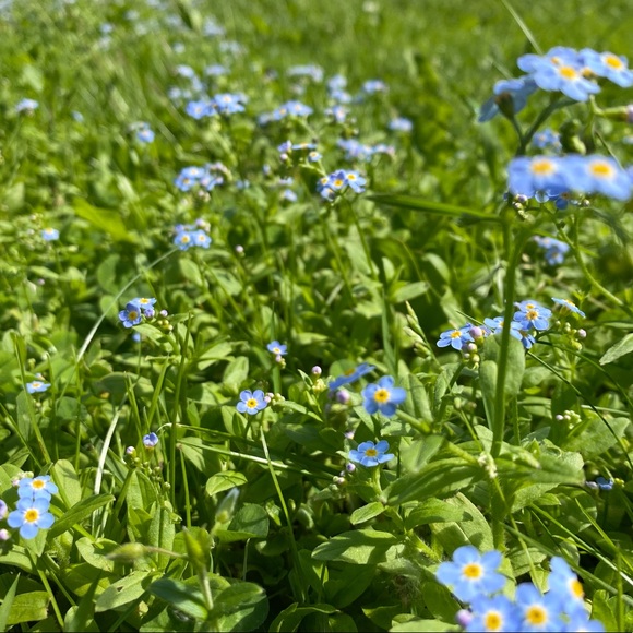 Meet your Posher - Picture 1 of 1